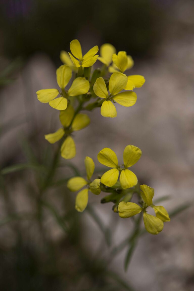 Gozdni šebenik. Foto: David Kunc